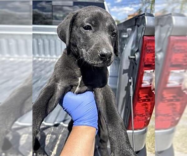 Medium Photo #1 Labrador Retriever Puppy For Sale in Houston, TX, USA