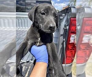 Labrador Retriever Dogs for adoption in Houston, TX, USA