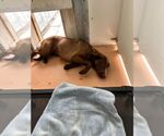 Small Labrador Retriever Mix