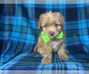 Aussiedoodle Miniature  Puppy for sale in LAKELAND, FL, USA