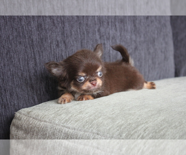 Medium Photo #8 Chihuahua Puppy For Sale in EMPIRE STATE, NY, USA