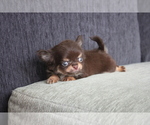 Small Photo #8 Chihuahua Puppy For Sale in EMPIRE STATE, NY, USA