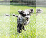Small #8 Poodle (Toy)