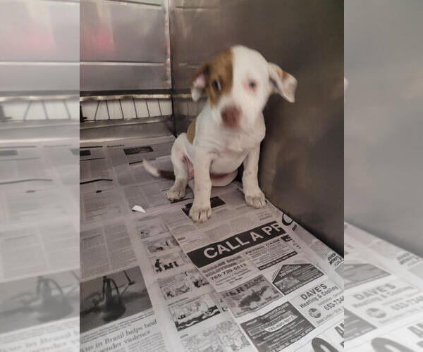 Medium Photo #2 Mutt Puppy For Sale in Linton, IN, USA