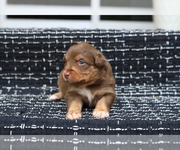 Medium Photo #11 Miniature American Shepherd Puppy For Sale in DAWSON, GA, USA
