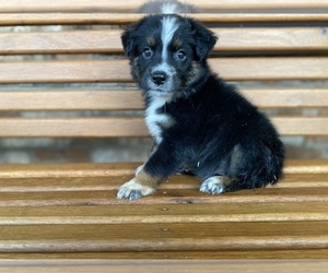 Australian Shepherd Dog for Adoption in BEECH GROVE, Indiana USA