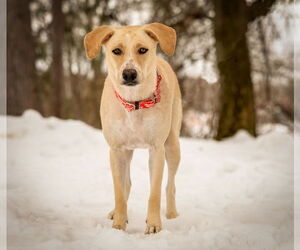 Tinsly - Female Labrador Retriever-Unknown Mix Dog for Adoption - Photo #5