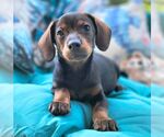 Small #2 Chiweenie