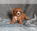Small Cavalier King Charles Spaniel