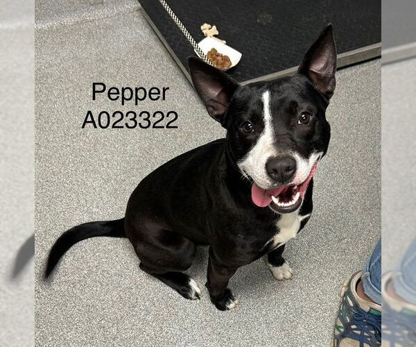 Medium Photo #1 Staffordshire Bull Terrier-Unknown Mix Puppy For Sale in Palmetto, FL, USA