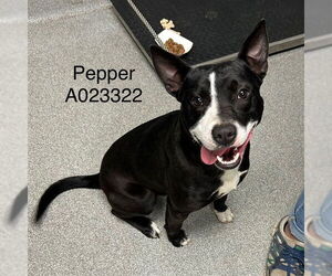 Staffordshire Bull Terrier-Unknown Mix Dogs for adoption in Palmetto, FL, USA