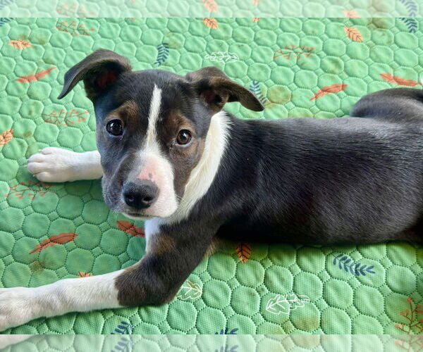 Medium Photo #5 Jack Russell Terrier Puppy For Sale in GILBERTS, IL, USA