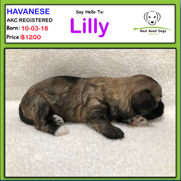 Medium Photo #2 Havanese Puppy For Sale in ALBION, IN, USA