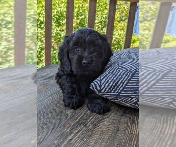 Medium Photo #15 Cock-A-Poo Puppy For Sale in SALEM, MO, USA