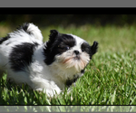 Small #1 Shih Tzu