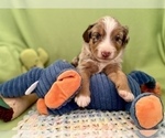 Small Photo #2 Miniature Australian Shepherd Puppy For Sale in BOUSE, AZ, USA