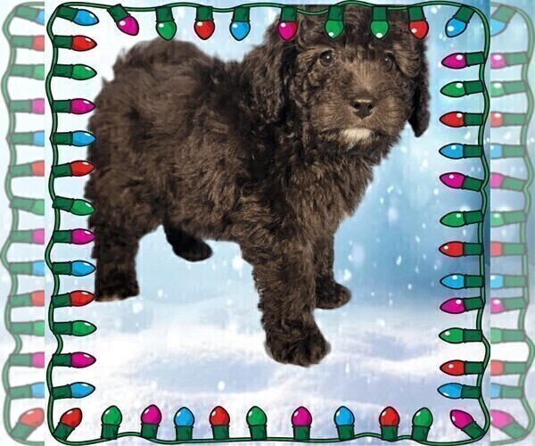 Medium Photo #4 Bernedoodle (Miniature) Puppy For Sale in PEYTON, CO, USA