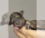 Small #6 Bernedoodle (Miniature)