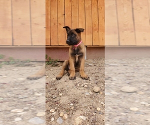 Belgian Malinois Puppy for sale in RENO, NV, USA