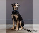 Small #3 American Staffordshire Terrier Mix
