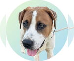 Small #2 Saint Bernard Mix