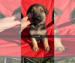 Puppy 1 German Shepherd Dog