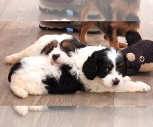 Cavapoo Litter for sale in CARLISLE, KY, USA