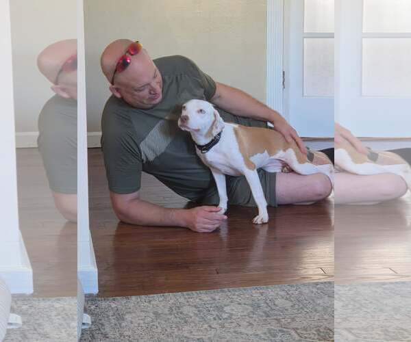 Medium Photo #3 Beagle-Unknown Mix Puppy For Sale in Woodbury, NY, USA