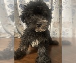 Small #1 Poodle (Miniature)