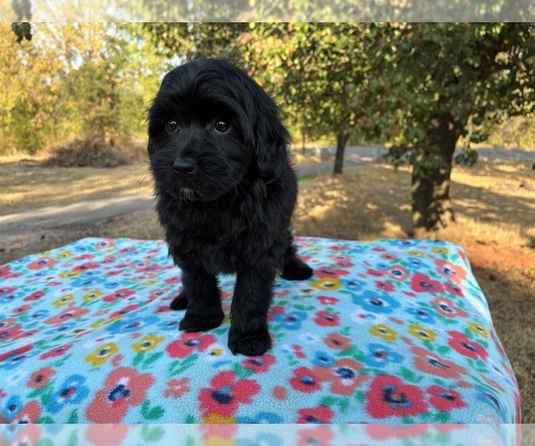Medium Photo #8 Aussiedoodle Miniature  Puppy For Sale in OKLAHOMA CITY, OK, USA