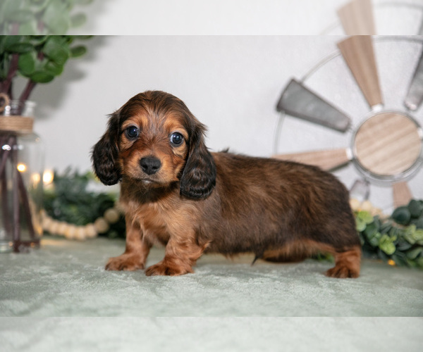 Medium Photo #1 Dachshund Puppy For Sale in GOSHEN, IN, USA