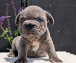 Small Photo #15 French Bulldog Puppy For Sale in GOSHEN, IN, USA