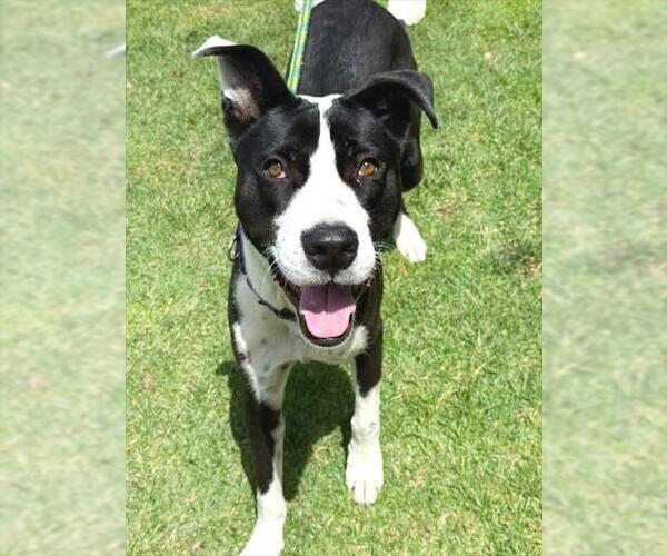 Medium Photo #4 Mutt Puppy For Sale in Sacramento, CA, USA