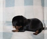 Small #4 Dachshund