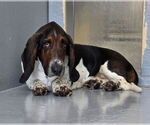 Small #1 Basset Hound