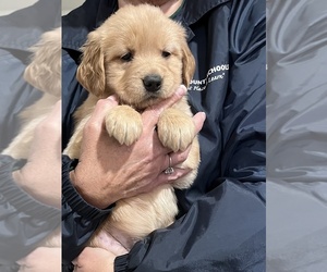 Golden Retriever Puppy for Sale in OLMSTEAD, Kentucky USA