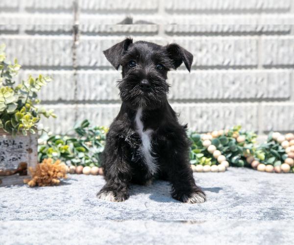 Medium Photo #1 Schnauzer (Miniature) Puppy For Sale in BALTIC, OH, USA