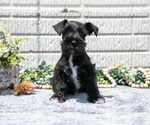 Puppy Mandi Schnauzer (Miniature)