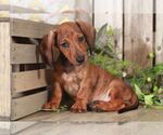 Small #1 Dachshund