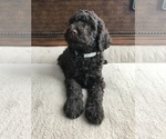 Puppy Kaia Goldendoodle