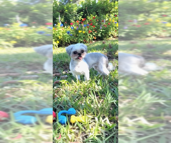 Medium Photo #2 Shih Tzu Puppy For Sale in Weston, FL, USA