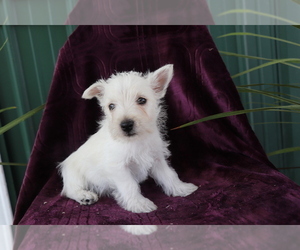 Medium West Highland White Terrier