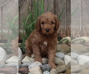 Goldendoodle Puppy for sale in FREDERICKSBURG, OH, USA