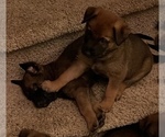 Small Photo #7 Malinois Puppy For Sale in SAN MARCOS, CA, USA