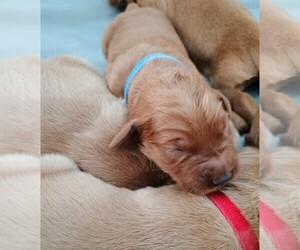 Golden Retriever Puppy for sale in COVENTRY, RI, USA