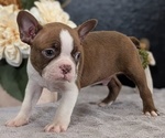 Small #4 Boston Terrier