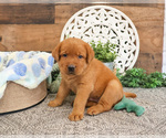 Small #2 Labrador Retriever