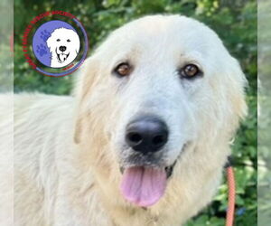 Great Pyrenees Dogs for adoption in Spring, TX, USA