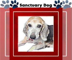 Beagle Dogs for adoption in Cuba, NY, USA