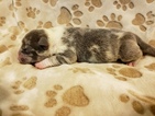 Small Photo #1 Olde English Bulldogge Puppy For Sale in GLASCO, NY, USA